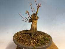 Load image into Gallery viewer, Japanese Maple 001