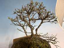 Load image into Gallery viewer, Chinese Elm var. Yatsabusa Cork Bark