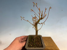 Load image into Gallery viewer, Japanese Maple 002
