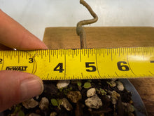 Load image into Gallery viewer, Chinese Elm-Root Cutting 001