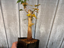 Load image into Gallery viewer, Trident Maple #28