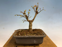 Load image into Gallery viewer, Zelkova, Japanese Grey Bark Elm 005