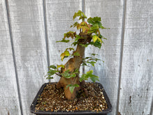 Load image into Gallery viewer, Trident Maple #48