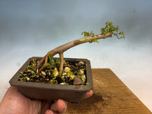 Load image into Gallery viewer, Chinese Elm-Root Cutting 002