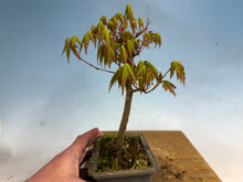 Load image into Gallery viewer, Japanese Maple 004