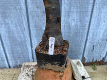 Load image into Gallery viewer, Chinese Quince #1