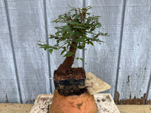 Load image into Gallery viewer, Zelkova, Japanese Grey Bark Elm #16
