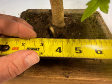 Load image into Gallery viewer, Trident Maple 012
