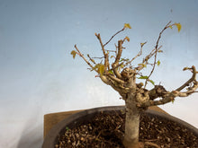 Load image into Gallery viewer, Zelkova, Japanese Import 003
