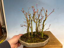 Load image into Gallery viewer, Japanese Maple Forest-Koyo pot-002