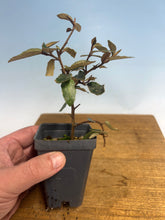 Load image into Gallery viewer, Gumi (Eleagnus)