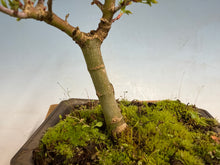 Load image into Gallery viewer, Shishigashira Japanese Maple 002