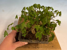 Load image into Gallery viewer, Trident Maple 010