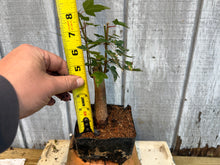 Load image into Gallery viewer, Trident Maple #20
