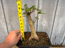 Load image into Gallery viewer, Trident Maple #46