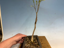 Load image into Gallery viewer, Japanese Wisteria 006