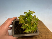 Load image into Gallery viewer, Kotohime Japanese Maple-015