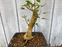 Load image into Gallery viewer, Trident Maple #46