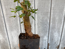 Load image into Gallery viewer, Trident Maple #12