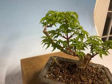 Load image into Gallery viewer, Shishigashira Japanese Maple 017