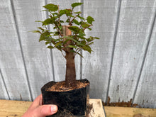Load image into Gallery viewer, Zelkova, Japanese Grey Bark Elm #3