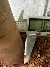 Load image into Gallery viewer, Zelkova, Japanese Grey Bark Elm #12
