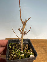 Load image into Gallery viewer, Kotohime Japanese Maple