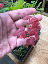 Load image into Gallery viewer, Trident Maple