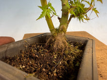 Load image into Gallery viewer, Kotohime Japanese Maple-016