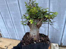 Load image into Gallery viewer, Chinese Elm #6