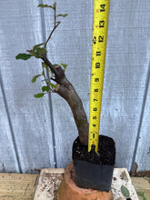 Load image into Gallery viewer, Chinese Quince #7