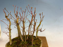 Load image into Gallery viewer, Japanese Maple Forest-Koyo pot-002