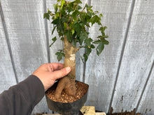 Load image into Gallery viewer, Trident Maple #21