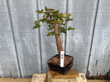 Load image into Gallery viewer, Trident Maple #36