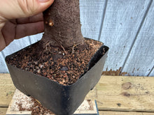 Load image into Gallery viewer, Zelkova, Japanese Grey Bark Elm #18