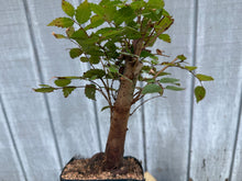 Load image into Gallery viewer, Zelkova, Japanese Grey Bark Elm #14
