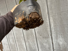 Load image into Gallery viewer, Zelkova, Japanese Grey Bark Elm #12