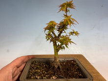 Load image into Gallery viewer, Kotohime Japanese Maple-008