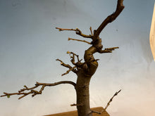 Load image into Gallery viewer, Chinese Quince 006