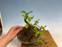 Load image into Gallery viewer, Chinese Quince 010