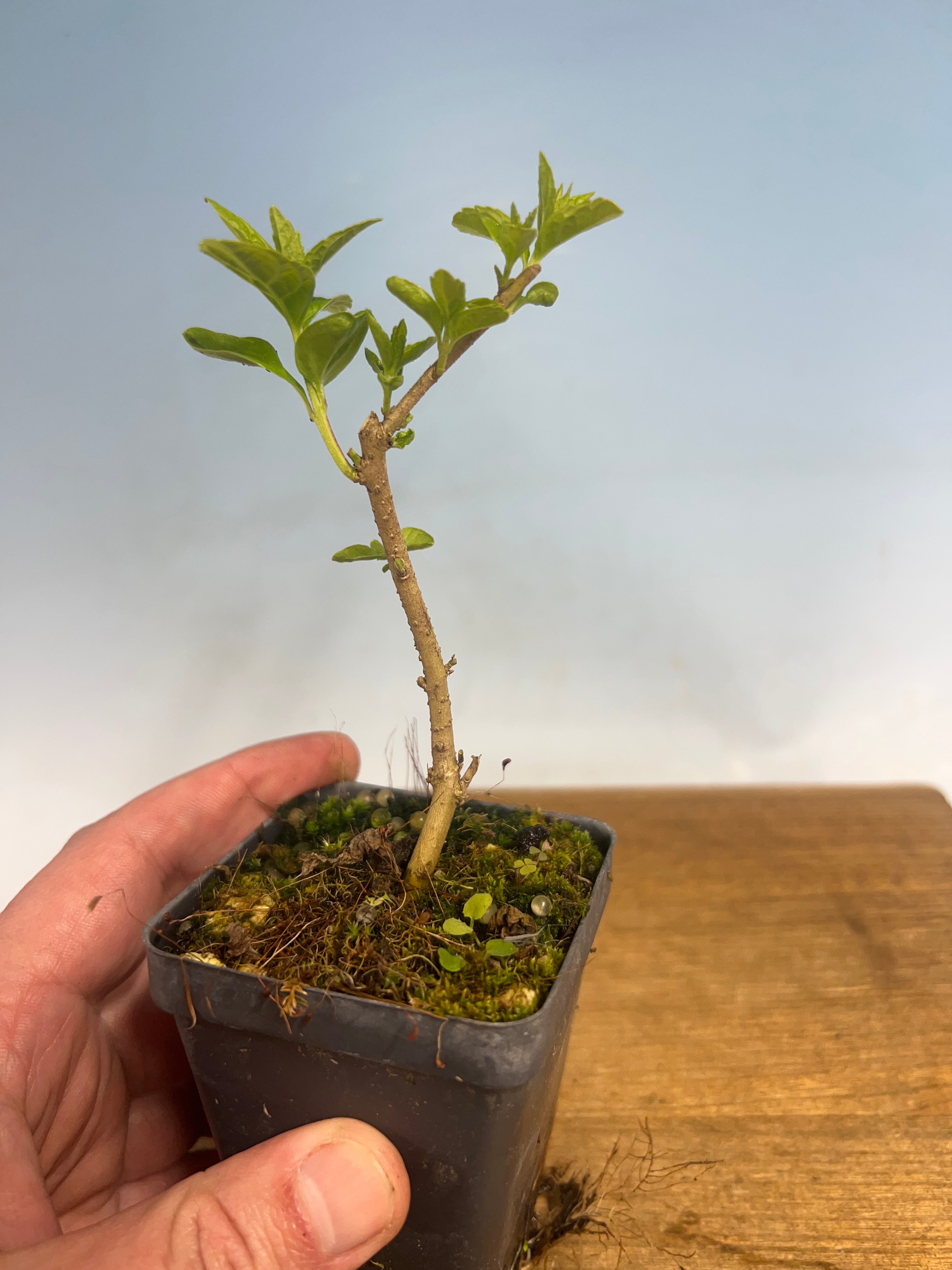 Japanese Beautyberry – Kaede Bonsai-en