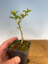 Load image into Gallery viewer, Japanese Beautyberry