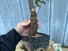 Load image into Gallery viewer, Chinese Quince #4