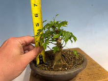 Load image into Gallery viewer, Trident Maple 026