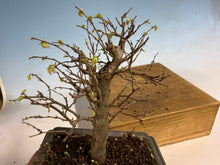 Load image into Gallery viewer, Zelkova, Japanese Grey Bark Elm 003