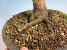 Load image into Gallery viewer, Japanese Maple 001
