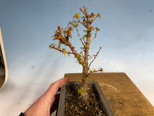 Load image into Gallery viewer, Kotohime Japanese Maple-006-air layer