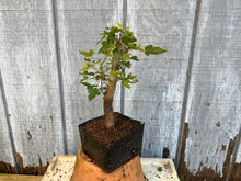 Load image into Gallery viewer, Trident Maple #11