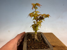 Load image into Gallery viewer, Kotohime Japanese Maple-008