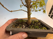 Load image into Gallery viewer, Zelkova, Japanese Grey Bark Elm 013